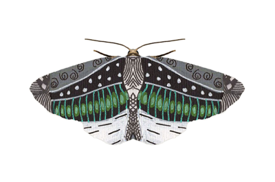 A green butterfly.